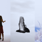 Three images showing two people fighting, a hawk flying and a tree freezing