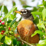 Robin bird in bush