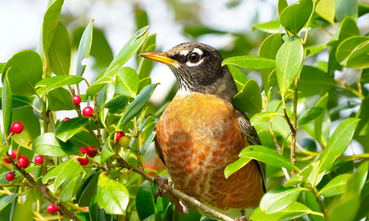 Robin bird in bush